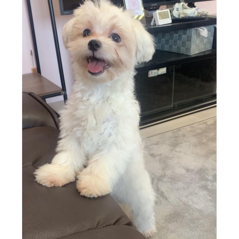 成約済の滋賀県のマルチーズ-373438の1枚目