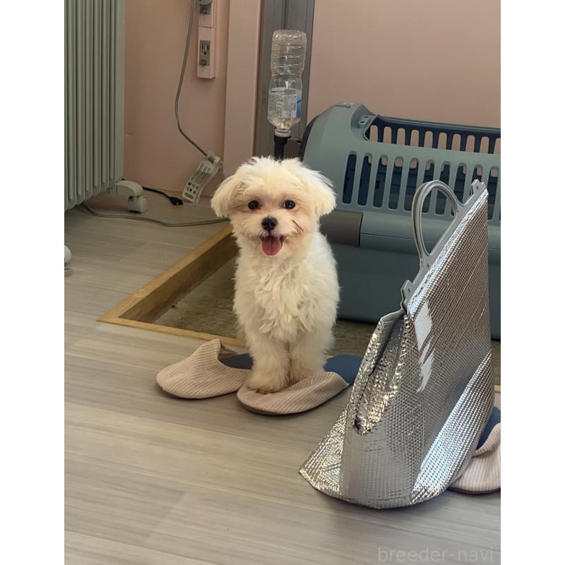 成約済の滋賀県のマルチーズ-373438の2枚目