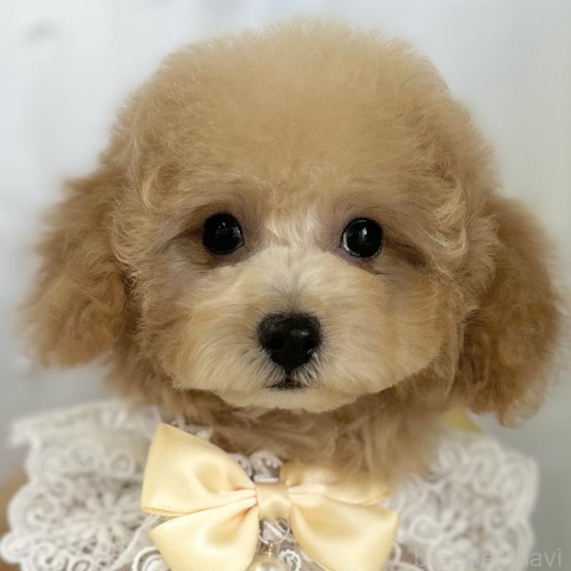 成約済の愛知県のトイプードル-394701の1枚目