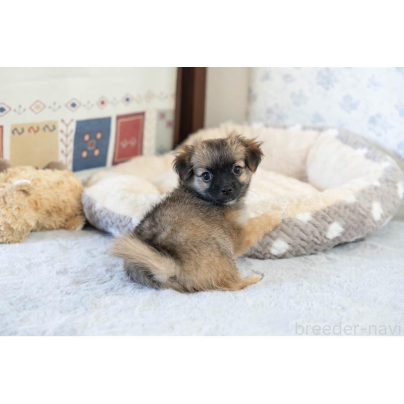 販売中の福岡県のミックス犬-387533の13枚目