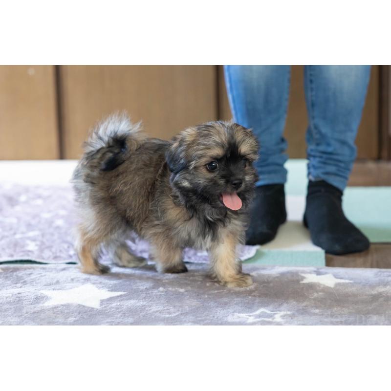 販売中の福岡県のミックス犬-387534の17枚目