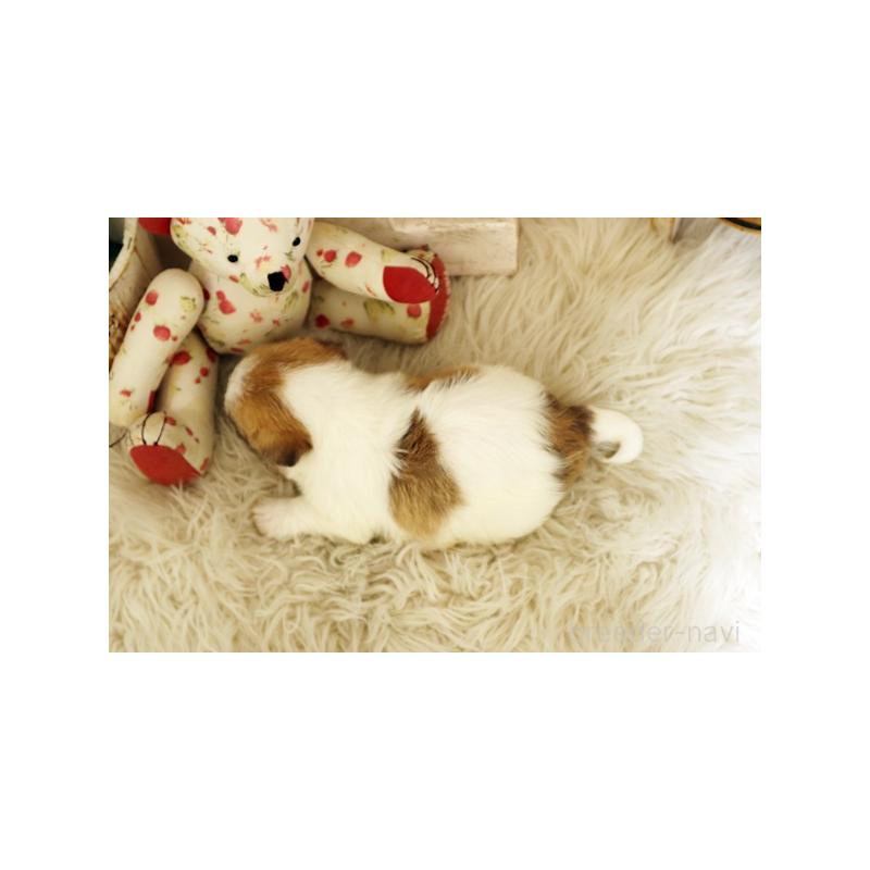 販売中の佐賀県のミックス犬-400930の2枚目