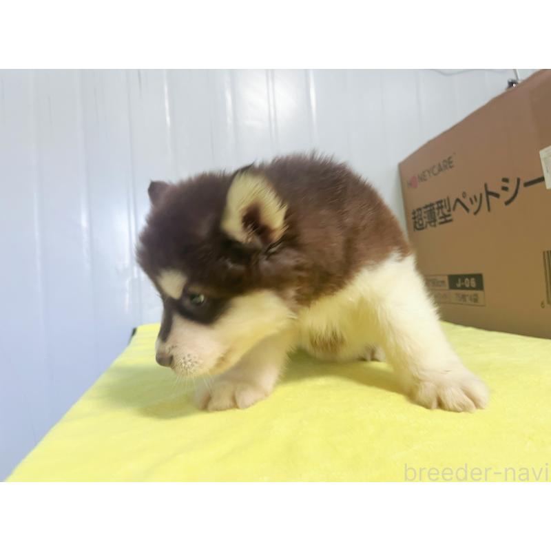 成約済の東京都のアラスカンマラミュート-399486の2枚目