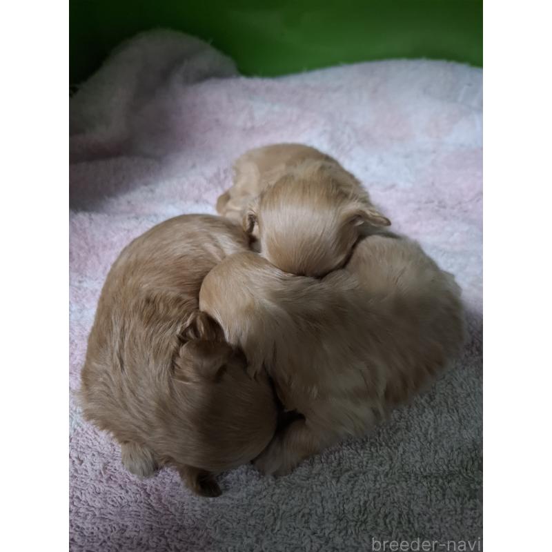販売中の群馬県のマルプー:マルチーズ×トイプードル-400952の2枚目