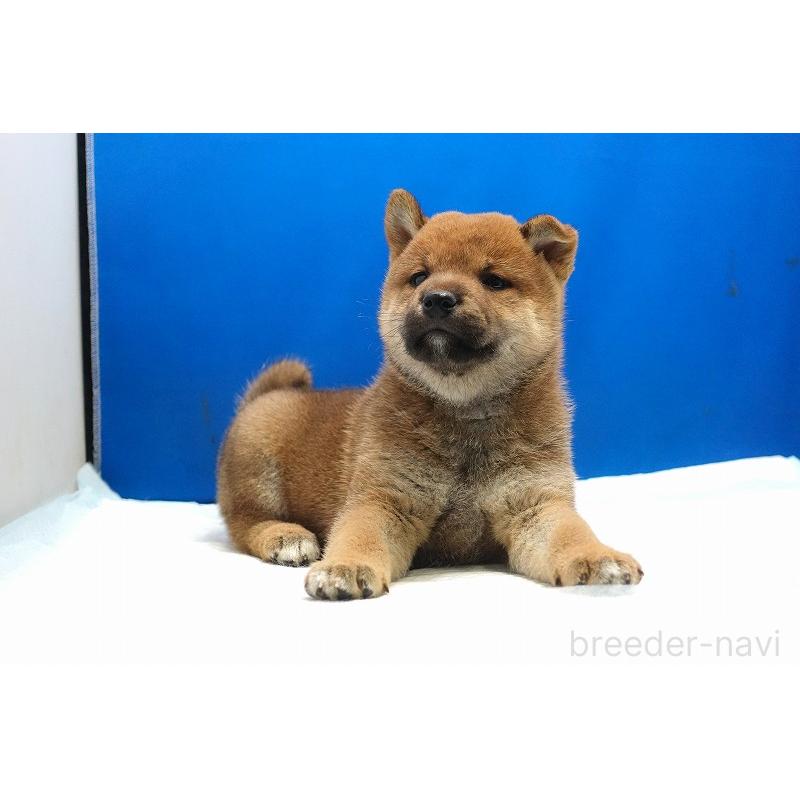 販売中の愛知県の柴犬-400954の9枚目