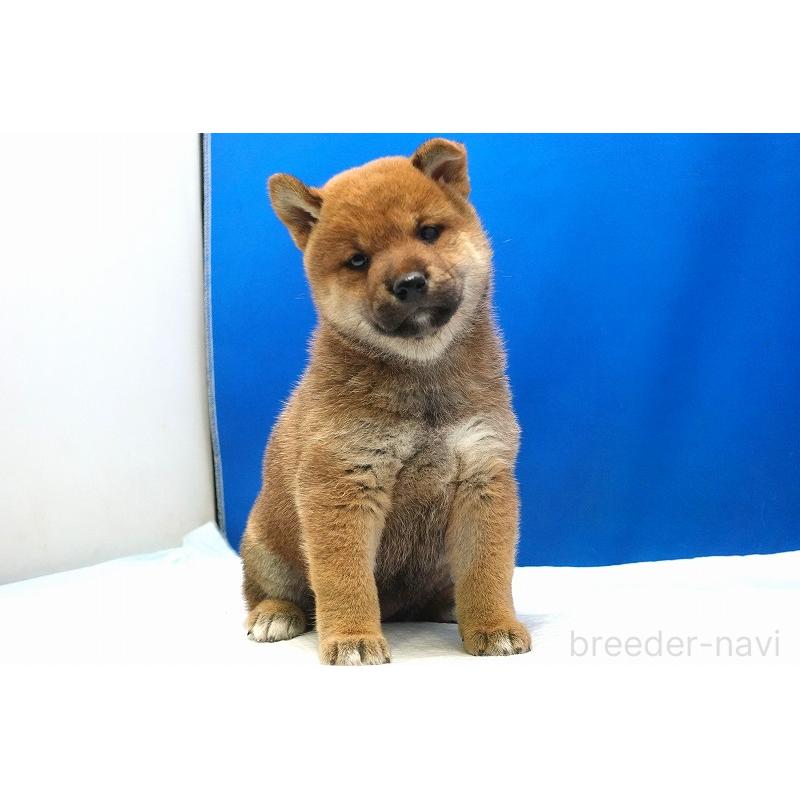 販売中の愛知県の柴犬-400954の10枚目