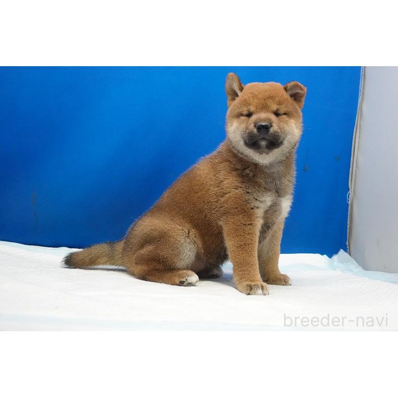 販売中の愛知県の柴犬-400954の8枚目