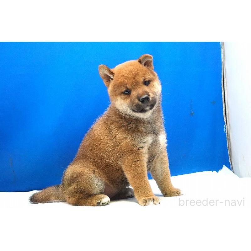 販売中の愛知県の柴犬-400954の7枚目