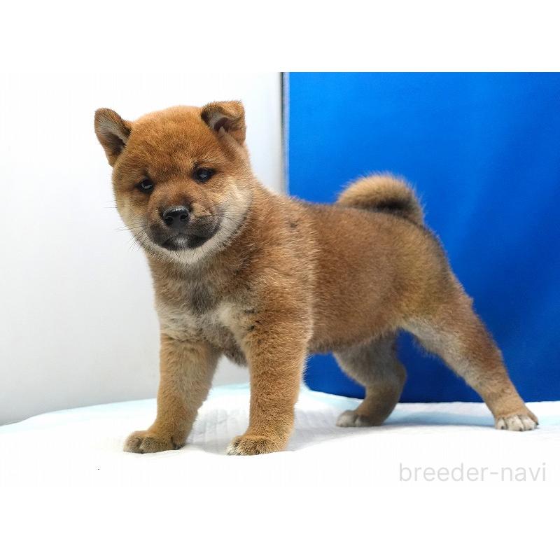 販売中の愛知県の柴犬-400954の6枚目