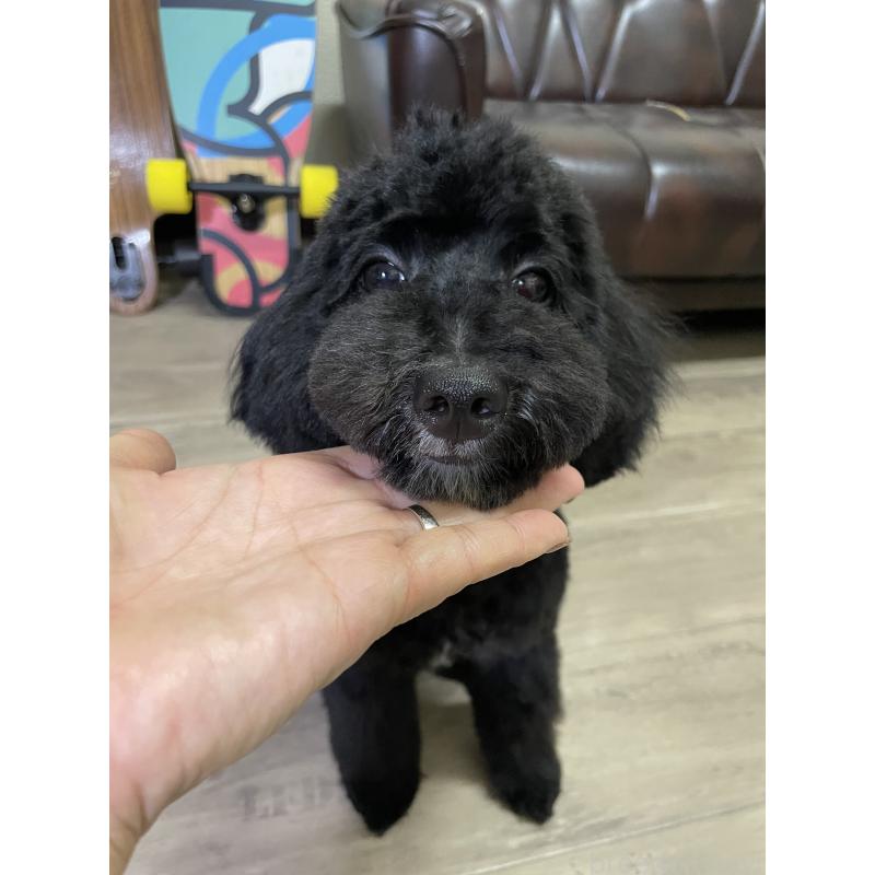 販売中の滋賀県のミックス犬-376295の6枚目