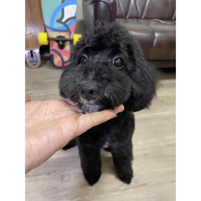 販売中の滋賀県のミックス犬-376295