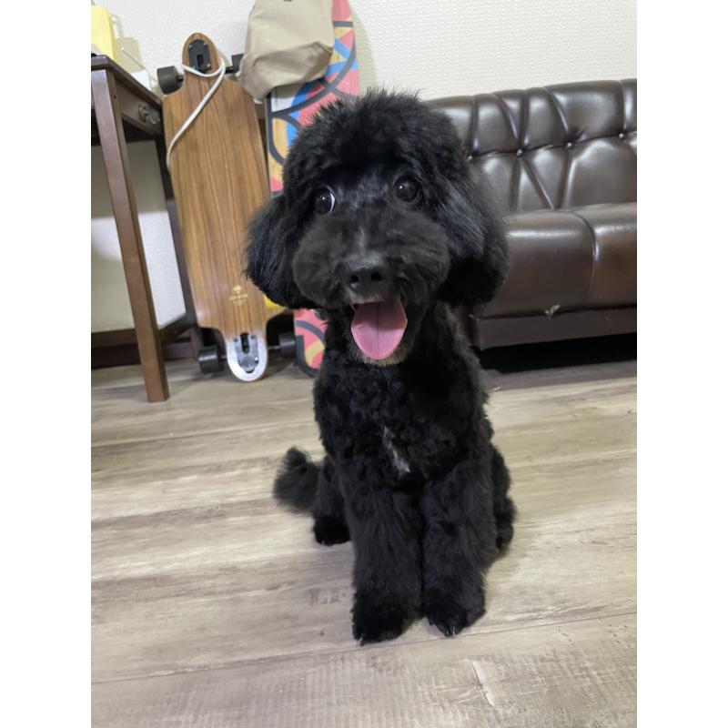 販売中の滋賀県のミックス犬-376295の5枚目