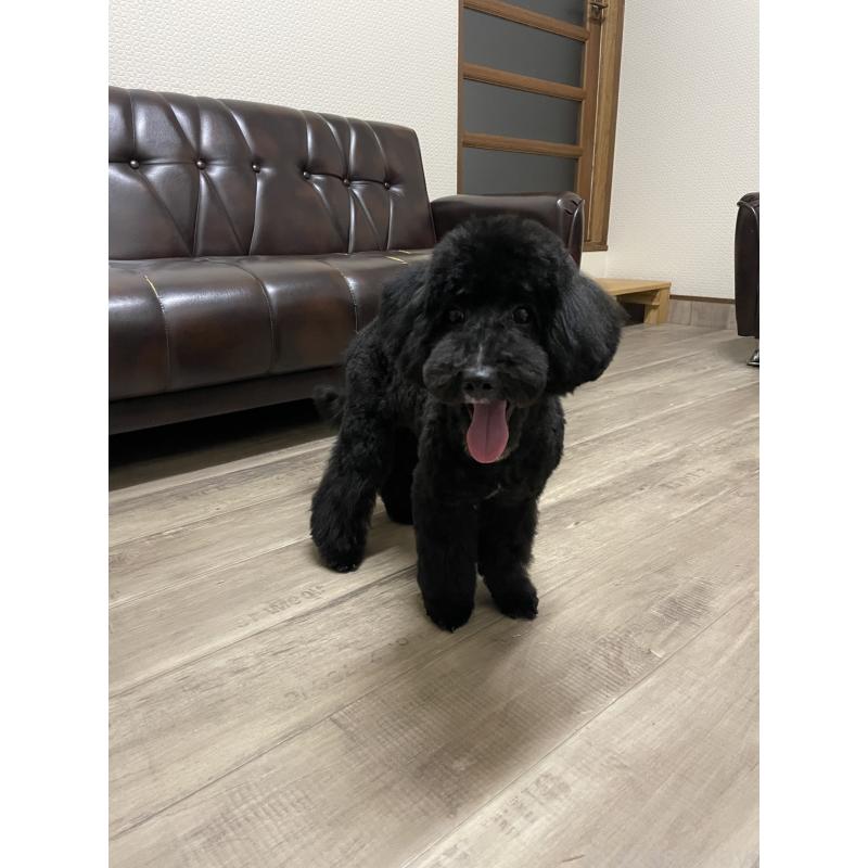 販売中の滋賀県のミックス犬-376295の4枚目