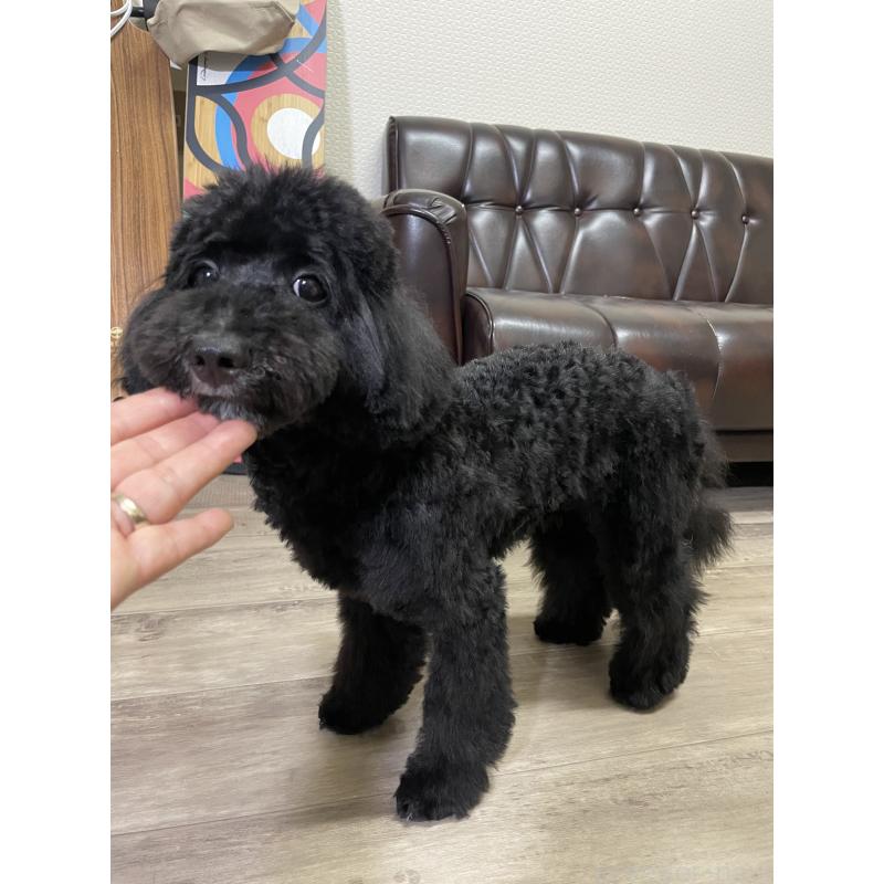販売中の滋賀県のミックス犬-376295の2枚目