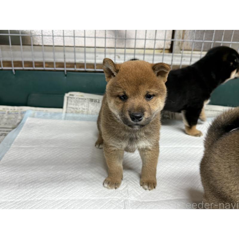 販売中の愛知県の柴犬-400954の5枚目