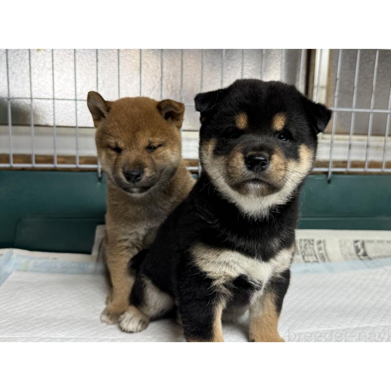 販売中の愛知県の柴犬-400954の4枚目