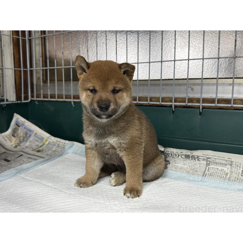 販売中の愛知県の柴犬-400954の3枚目