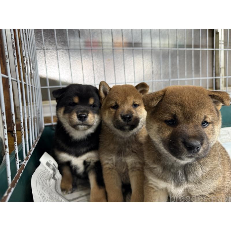 販売中の愛知県の柴犬-400954の2枚目