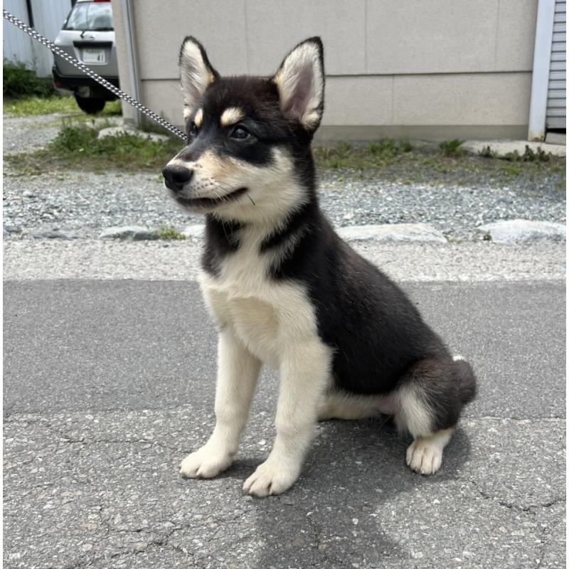 販売中の山梨県のオゥスキー:オーストラリアンシェパード×ハスキー-381494の5枚目