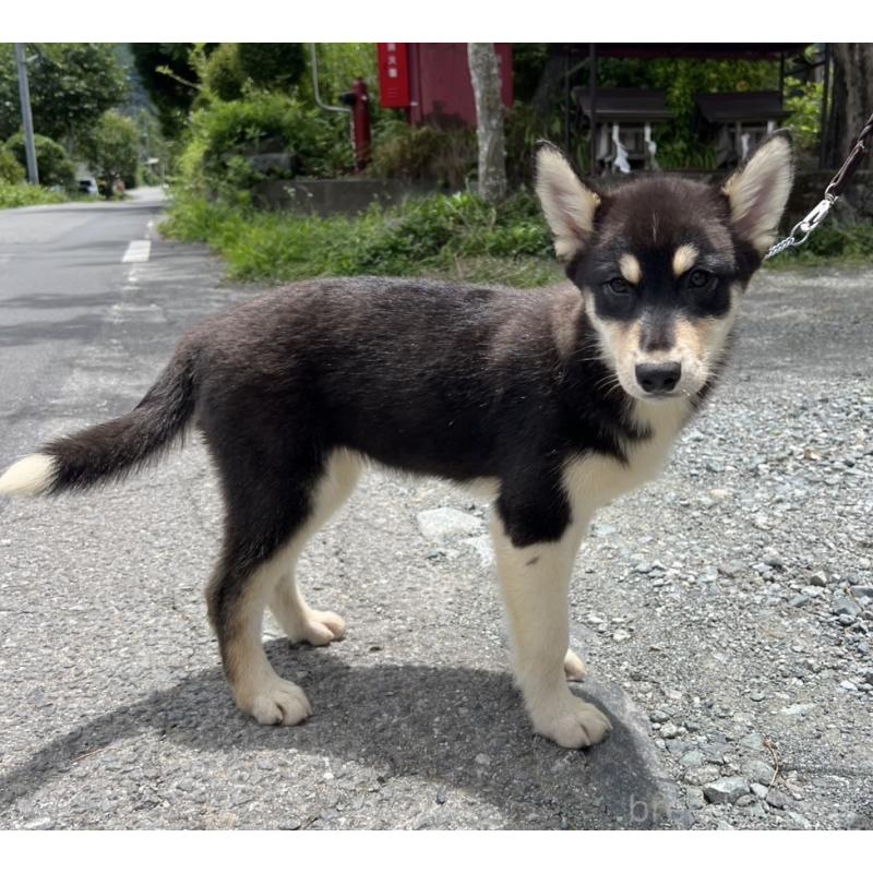販売中の山梨県のオゥスキー:オーストラリアンシェパード×ハスキー-381494の4枚目