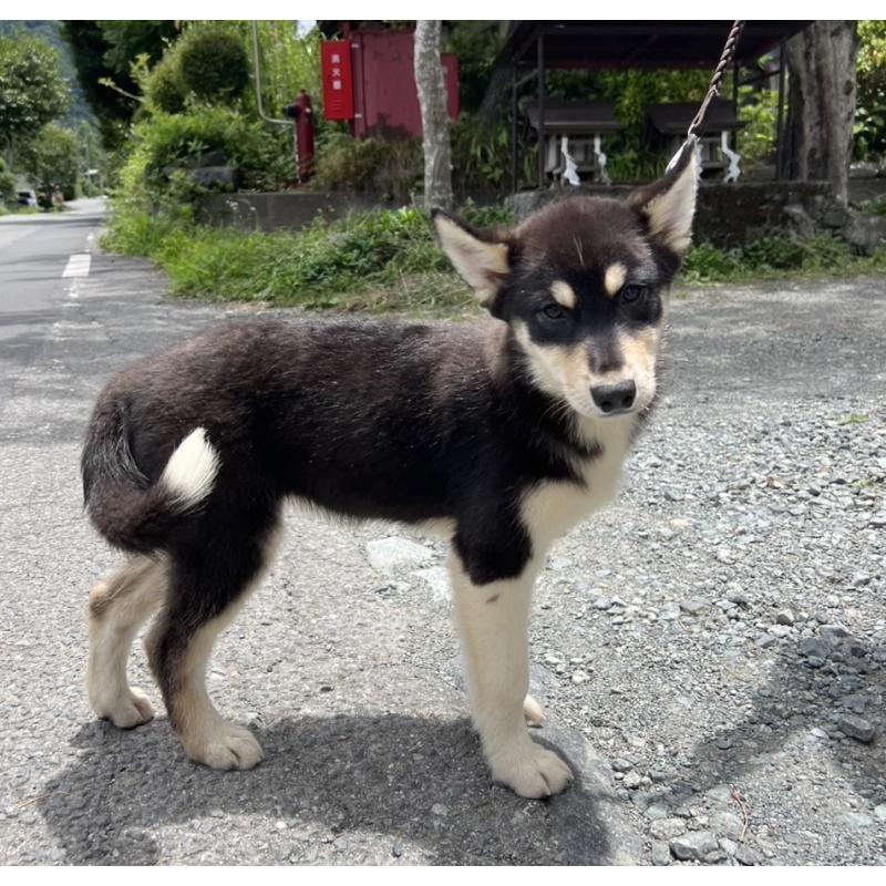 販売中の山梨県のオゥスキー:オーストラリアンシェパード×ハスキー-381494の3枚目