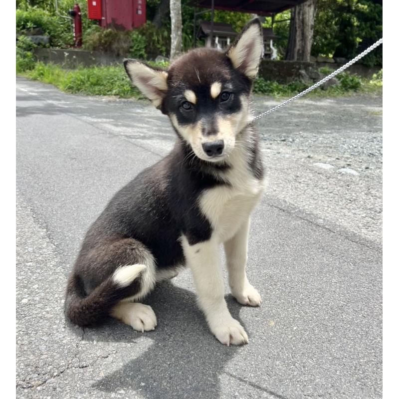 販売中の山梨県のオゥスキー:オーストラリアンシェパード×ハスキー-381494の2枚目