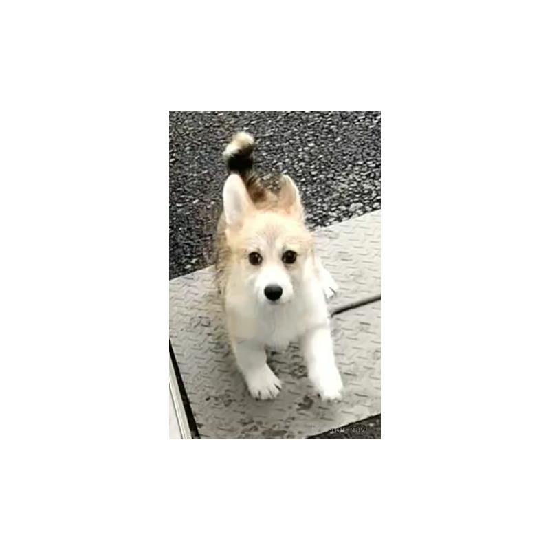 販売中の群馬県のミックス犬-400956の8枚目