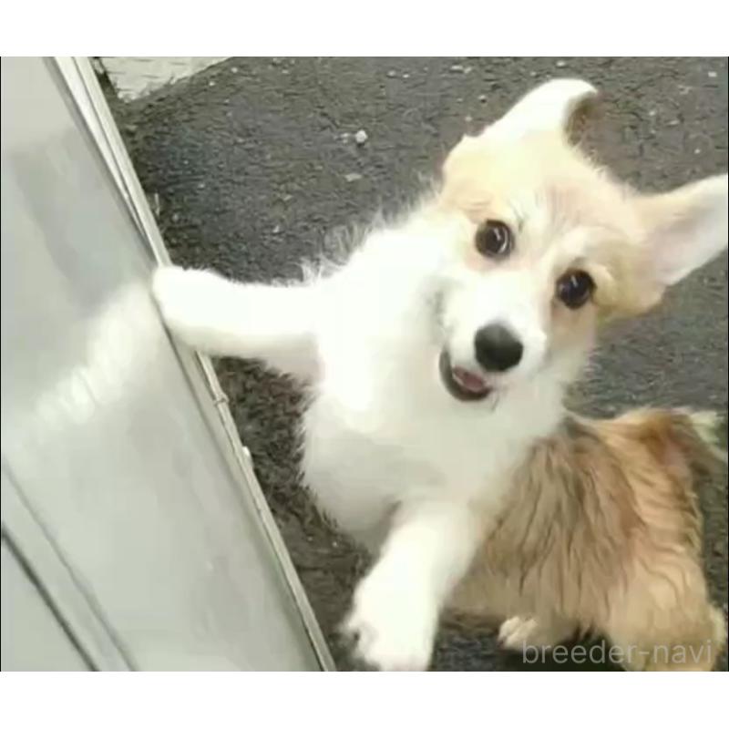 販売中の群馬県のミックス犬-400956の6枚目