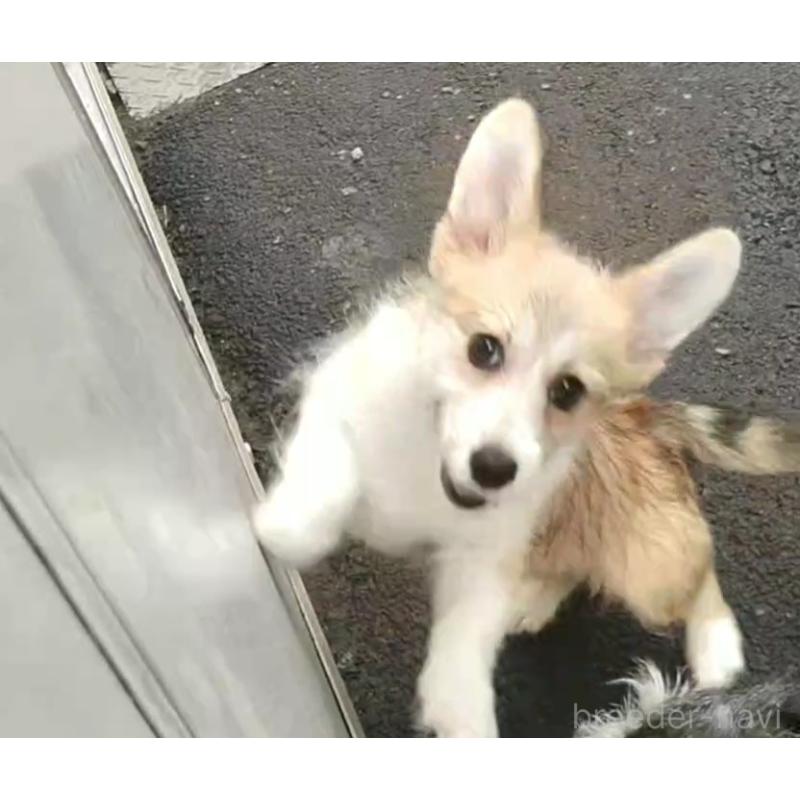 販売中の群馬県のミックス犬-400956の5枚目