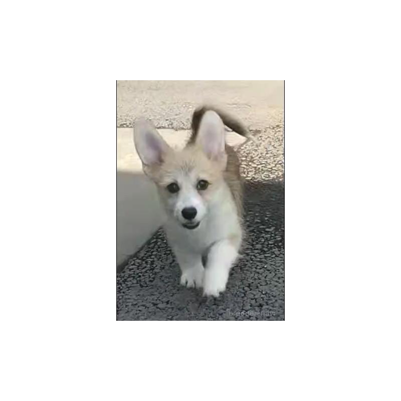 販売中の群馬県のミックス犬-400956の2枚目