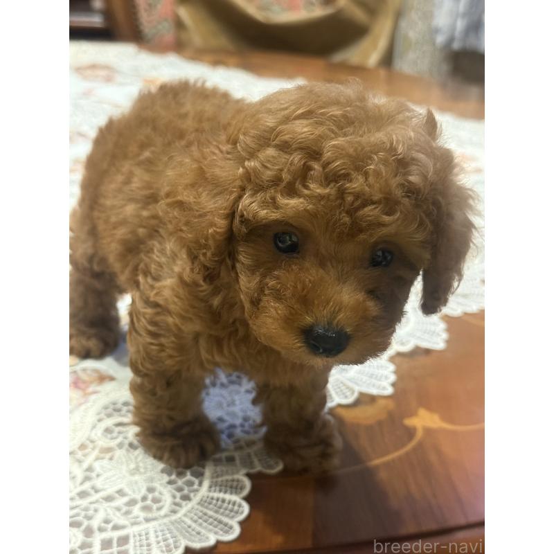 販売中の宮崎県のタイニープードル-400955の3枚目