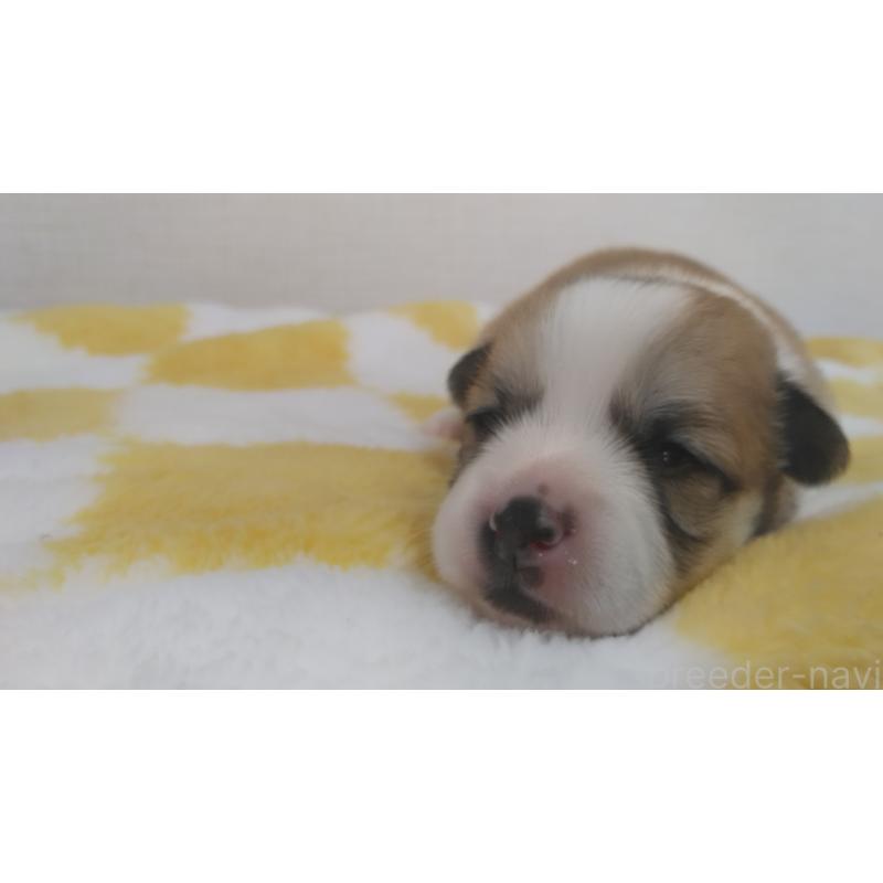 販売中の群馬県のミックス犬-400957の20枚目