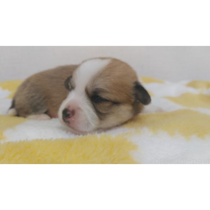 販売中の群馬県のミックス犬-400957の19枚目