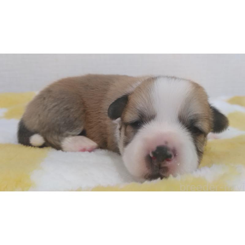 販売中の群馬県のミックス犬-400957の18枚目