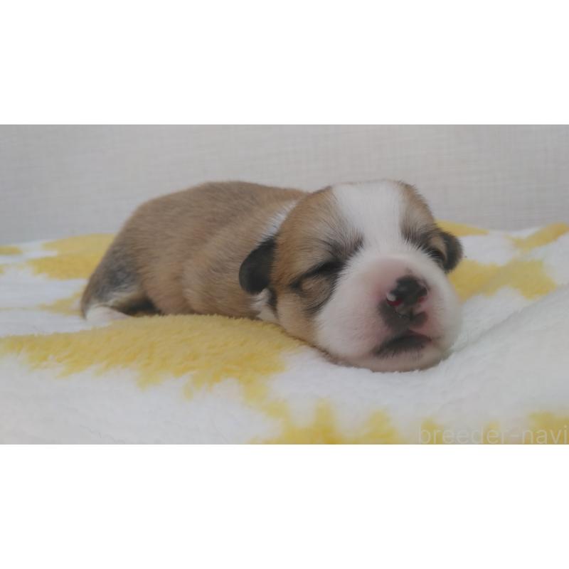 販売中の群馬県のミックス犬-400957の17枚目