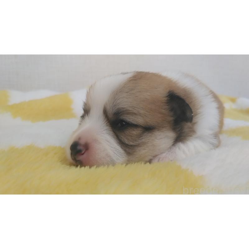 販売中の群馬県のミックス犬-400957の16枚目