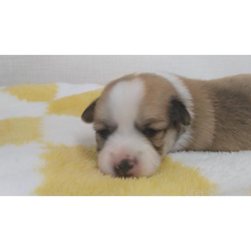販売中の群馬県のミックス犬-400957の15枚目