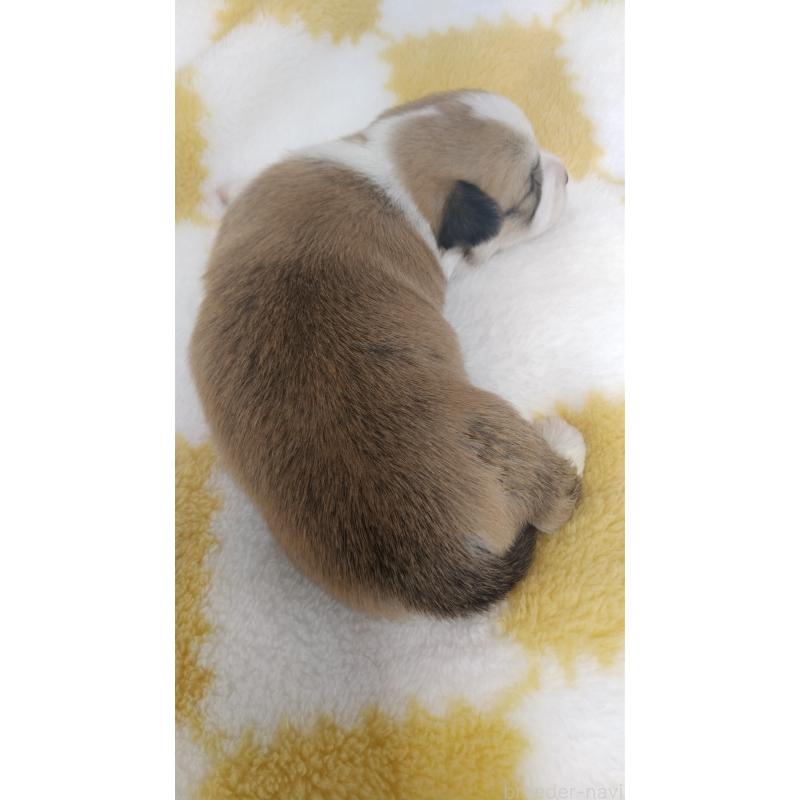 販売中の群馬県のミックス犬-400957の14枚目