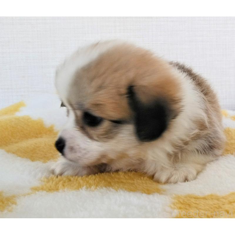 販売中の群馬県のミックス犬-400957の13枚目