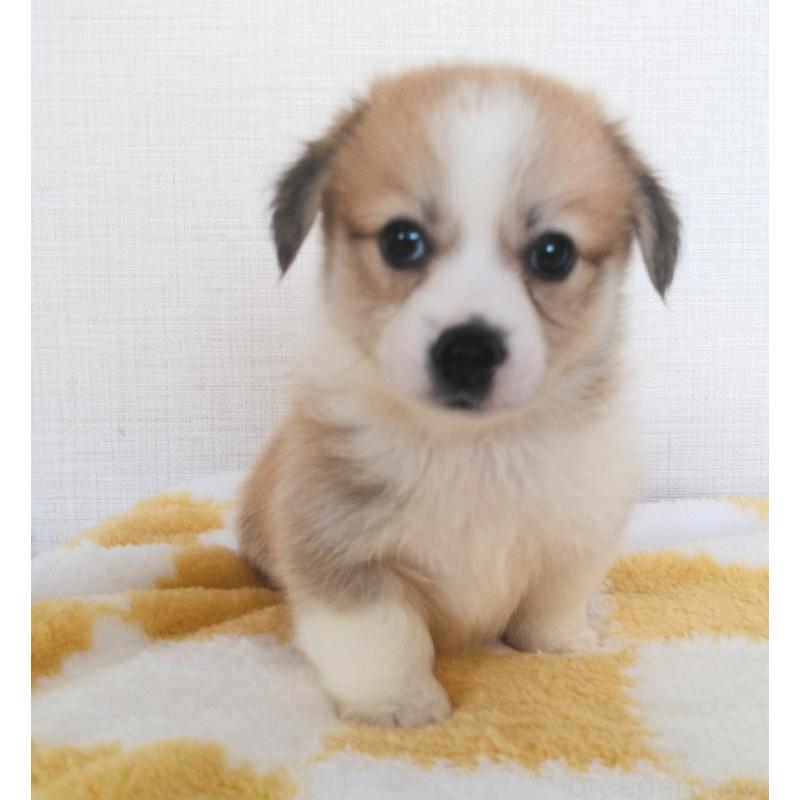 販売中の群馬県のミックス犬-400957の11枚目