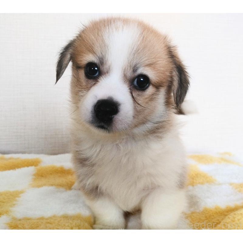販売中の群馬県のミックス犬-400957の10枚目