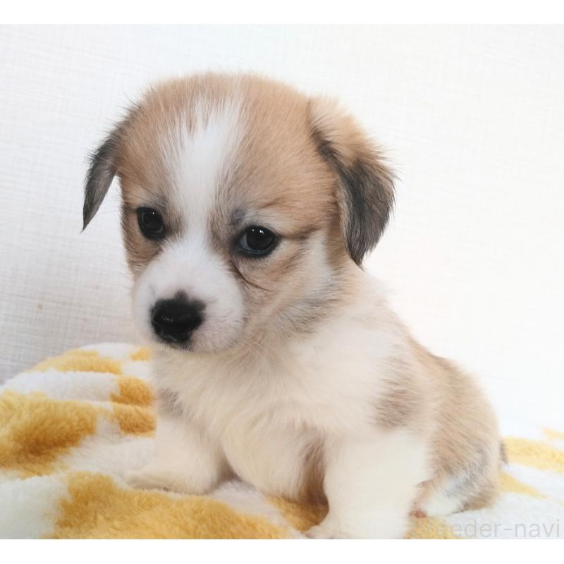 販売中の群馬県のミックス犬-400957の9枚目