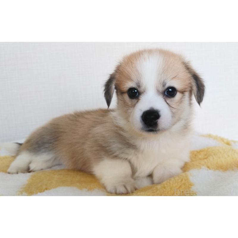 販売中の群馬県のミックス犬-400957の8枚目