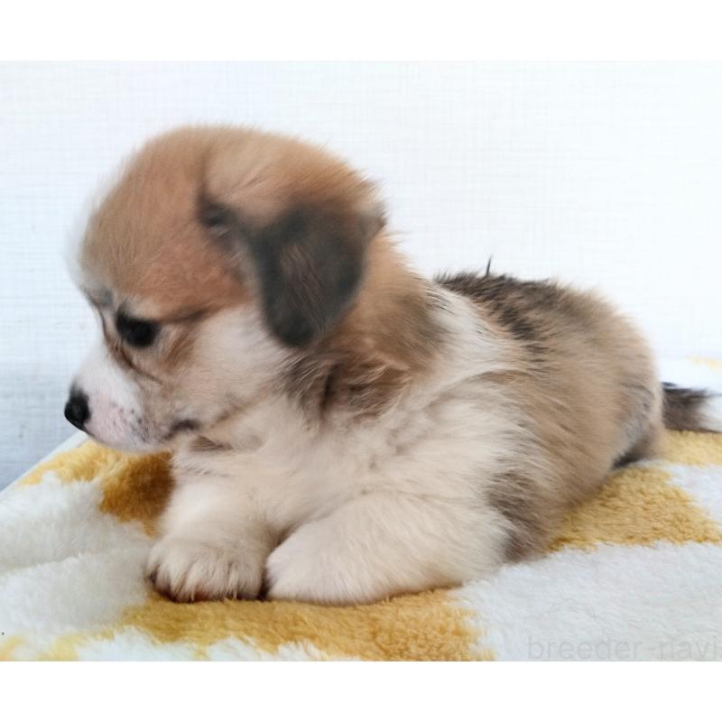 販売中の群馬県のミックス犬-400957の7枚目