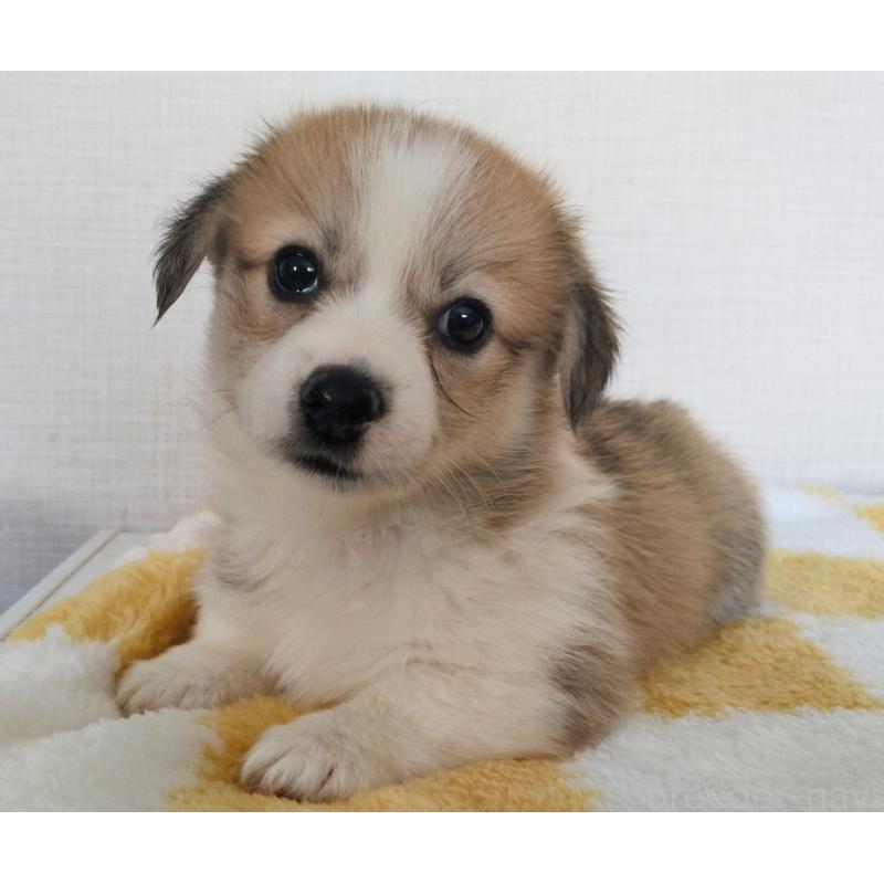 販売中の群馬県のミックス犬-400957の6枚目