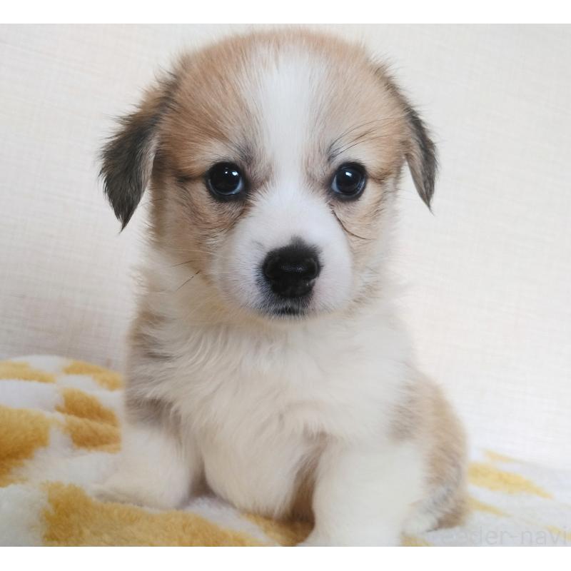 販売中の群馬県のミックス犬-400957の5枚目