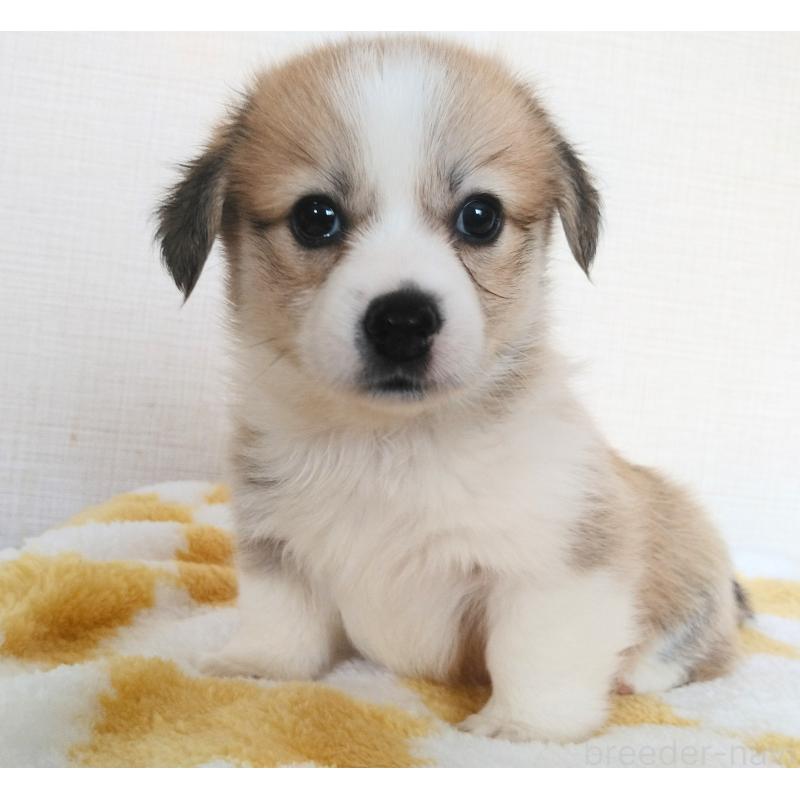 販売中の群馬県のミックス犬-400957の4枚目
