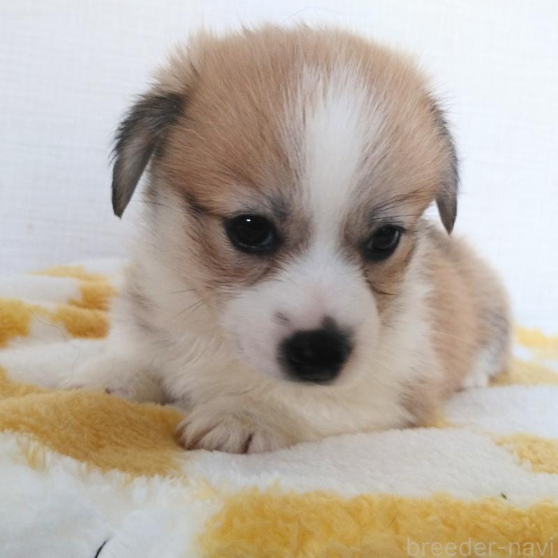 販売中の群馬県のミックス犬-400957の3枚目