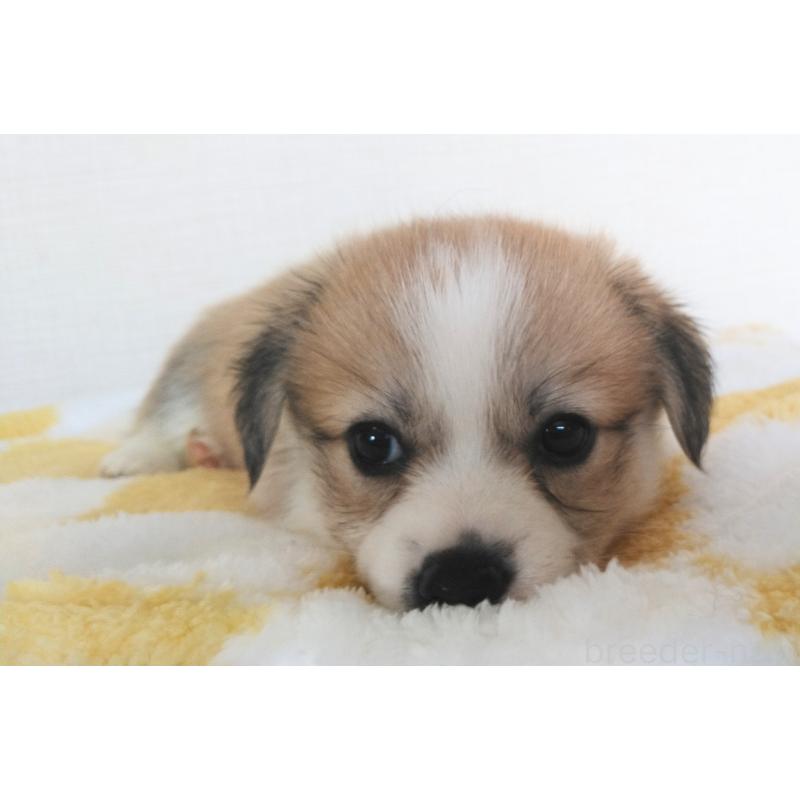 販売中の群馬県のミックス犬-400957の2枚目