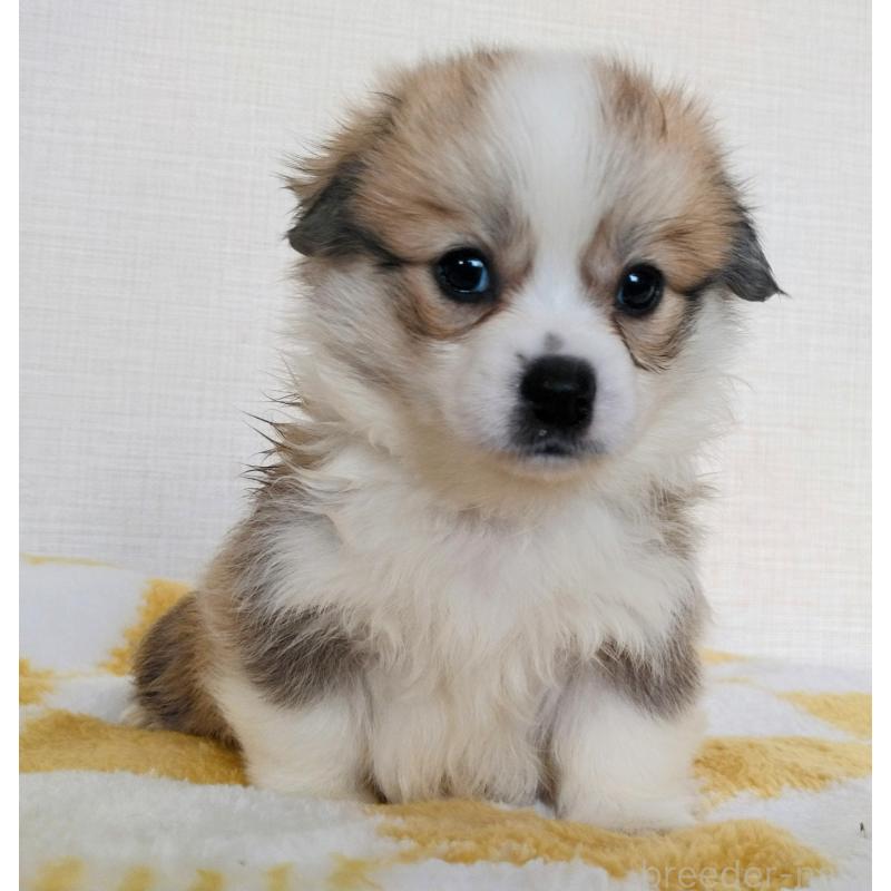 販売中の群馬県のミックス犬-400958の21枚目